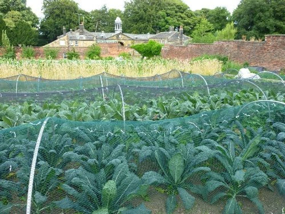 Photograph of vegetable beds and the Victorian walls of the garden
